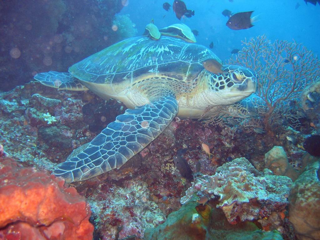 Happy Gecko Dive Resort Bunaken Esterno foto